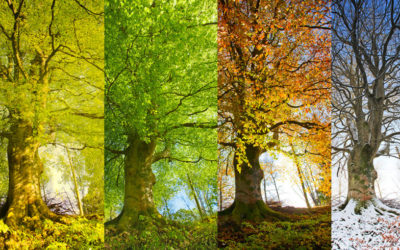 Slip, slop, slap and SCRIBE: The four S’s of the season