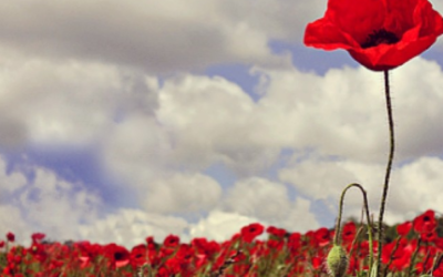 Thank you to those attempting to cut-down tall poppies