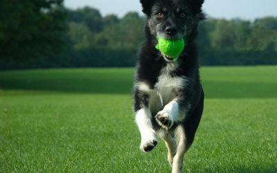 Dog Playing Catch